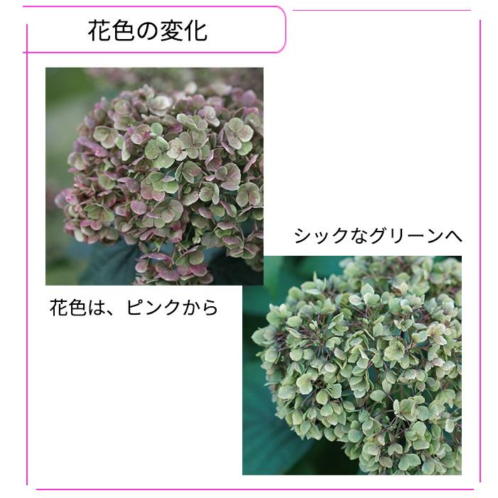 日本花キ流通 予約販売 アジサイ アナベル ミニ モーベット 11cmポット