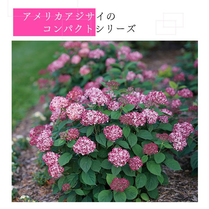 日本花キ流通 予約販売 アジサイ アナベル ミニ ルビー 11cmポット
