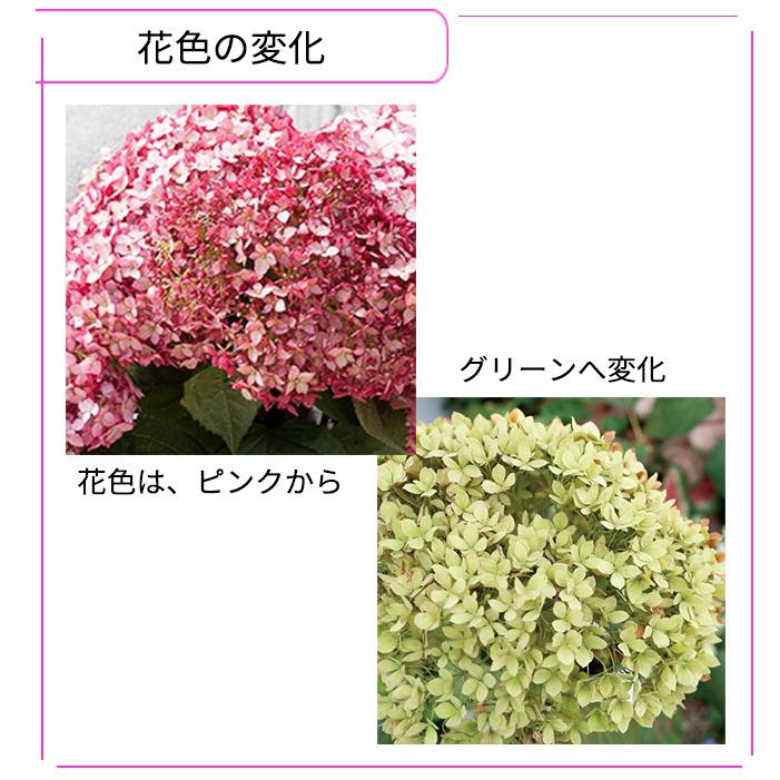 日本花キ流通 予約販売 アジサイ アナベル ミニ ルビー 11cmポット