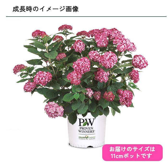 日本花キ流通 予約販売 アジサイ アナベル ミニ ルビー 11cmポット