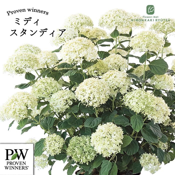 日本花キ流通 予約販売 アジサイ アナベル ミディ スタンディア 11cm