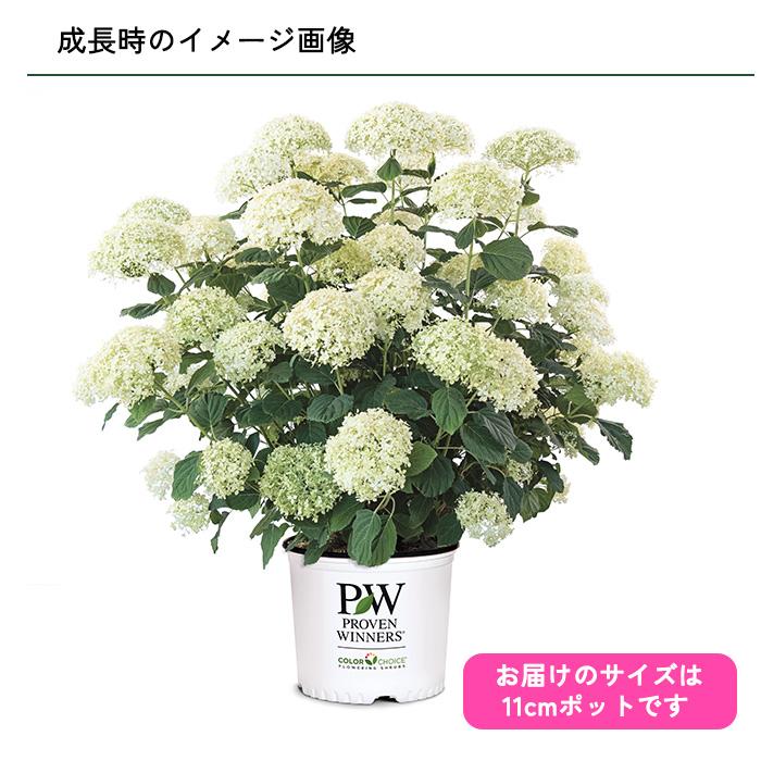 アジサイ苗 日本花キ流通 予約販売 アジサイ アナベル ミディ スタンディア 11cm