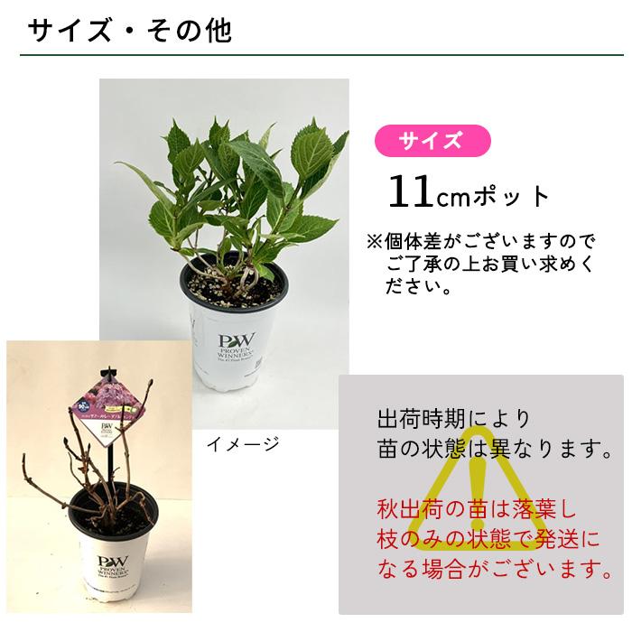 日本花キ流通 予約販売 アジサイ アナベル ミディ スタンディア 11cm