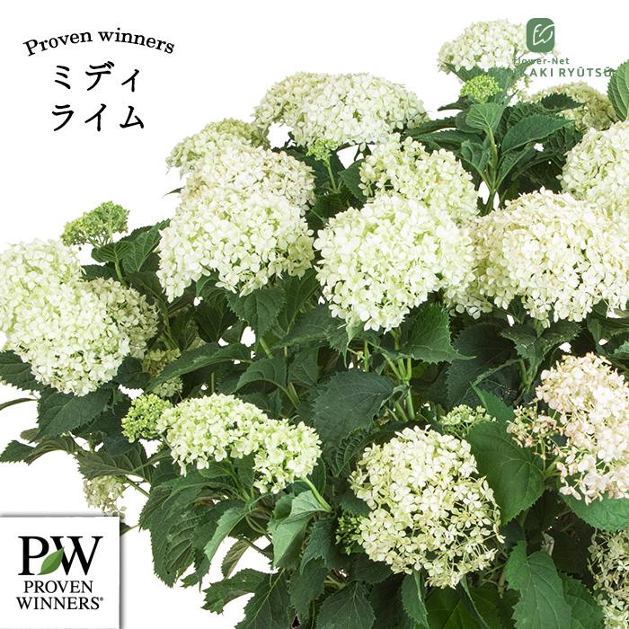サランさま　80サイズ発送　輸入アジサイ　苗 日本花キ流通 予約販売 アジサイ アナベル ミディ ライム 11cmポット