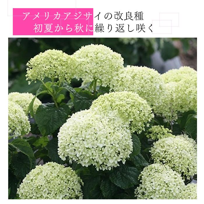 日本花キ流通 予約販売 アジサイ アナベル ミディ ライム 11cmポット