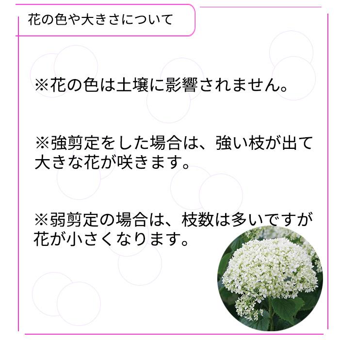 日本花キ流通 【まもなく締め切り】 予約販売 アジサイ アナベル