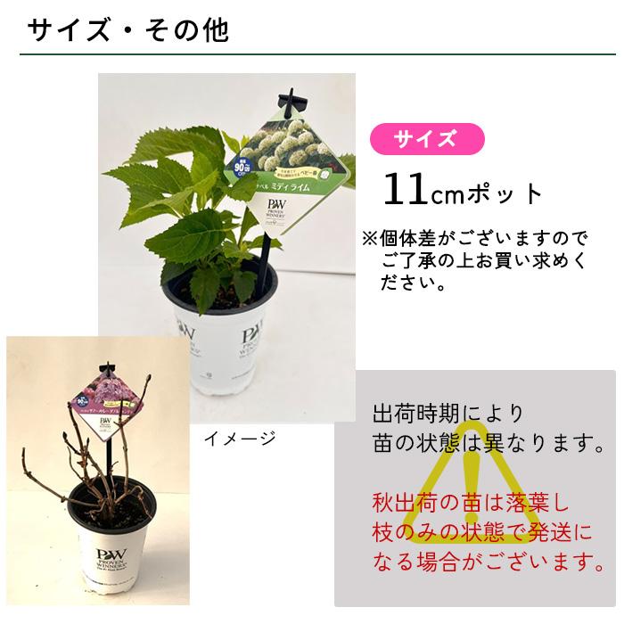 日本花キ流通 予約販売 アジサイ アナベル ミディ ライム 11cmポット