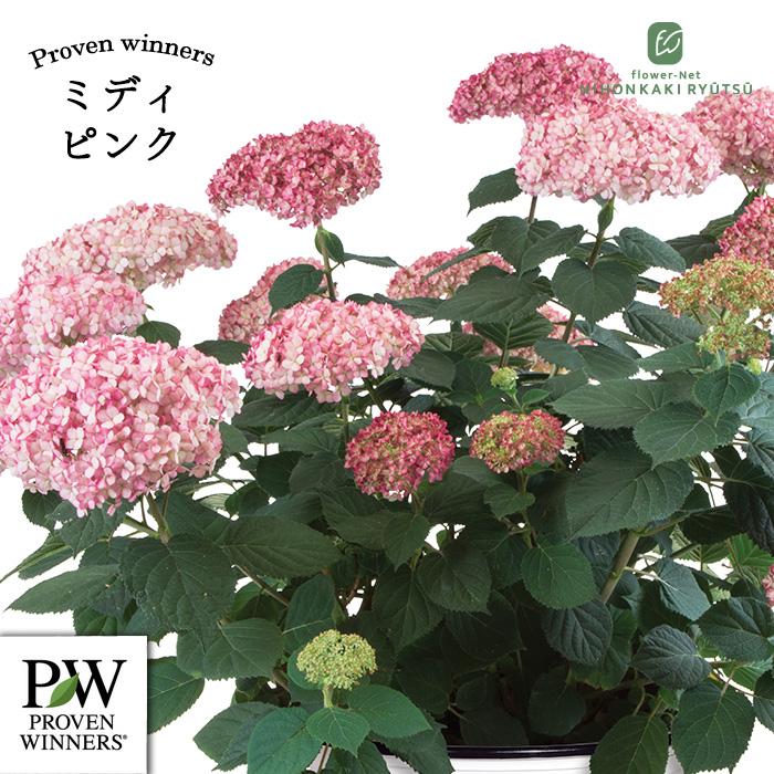 日本花キ流通 【まもなく締め切り】 予約販売 アジサイ アナベル