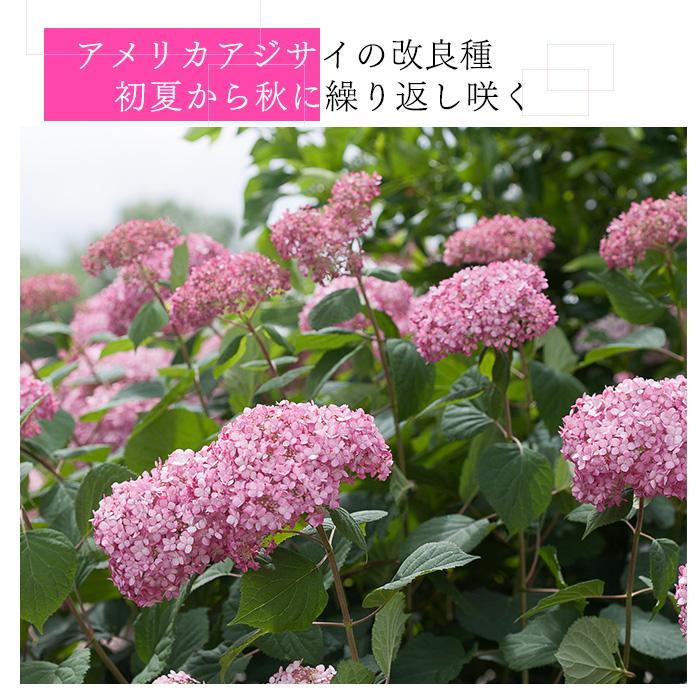 日本花キ流通 【まもなく締め切り】 予約販売 アジサイ アナベル