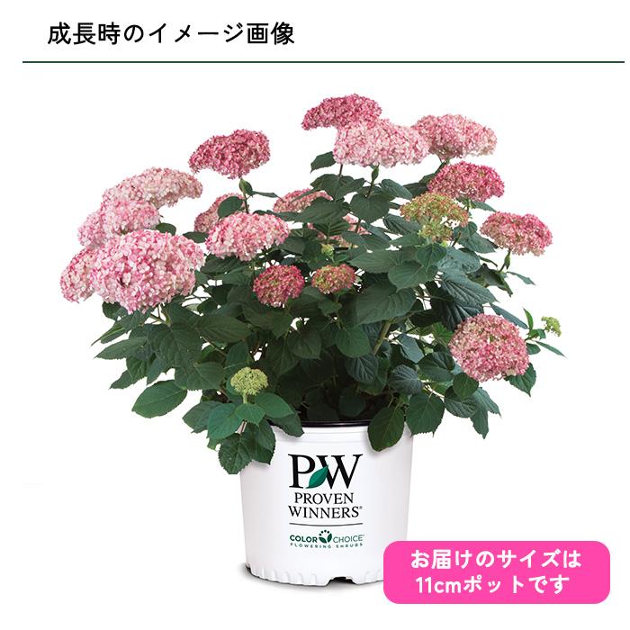 日本花キ流通 予約販売 アジサイ アナベル ミディ ピンク 11cmポット