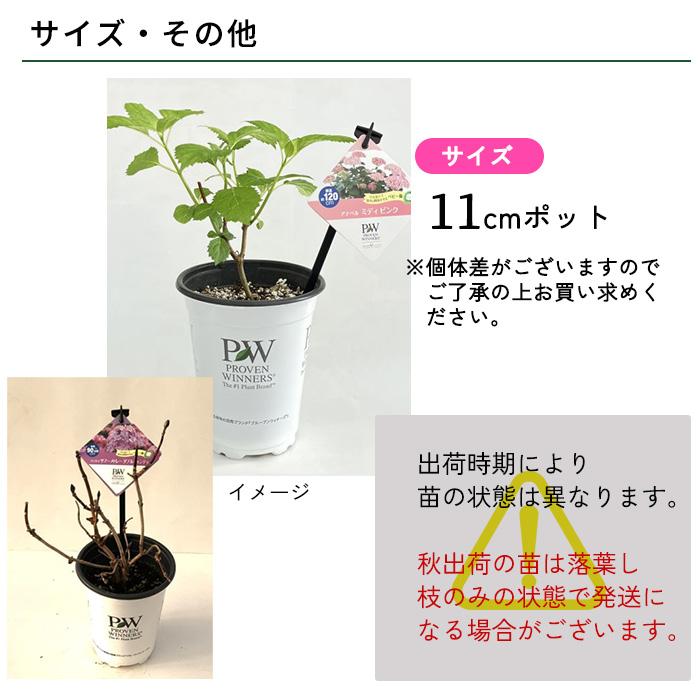 日本花キ流通 【まもなく締め切り】 予約販売 アジサイ アナベル