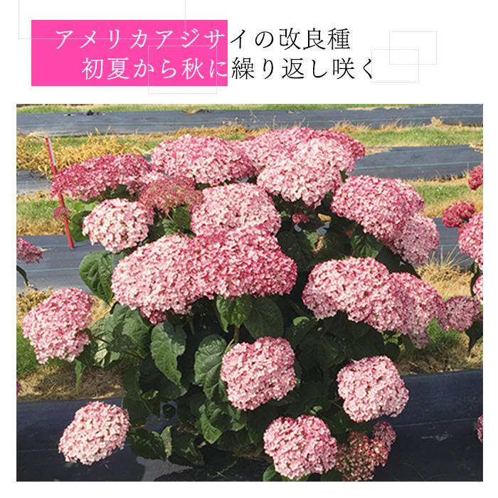日本花キ流通 予約販売 アジサイ アナベル グランデ ピンク 11cmポット