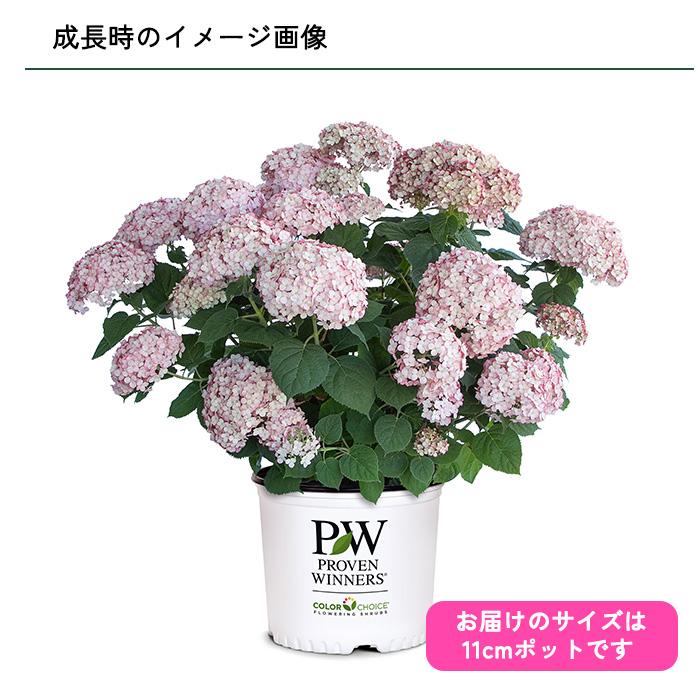日本花キ流通 予約販売 アジサイ アナベル グランデ ピンク 11cmポット