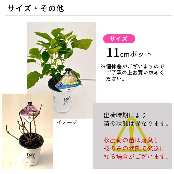 日本花キ流通 予約販売 アジサイ アナベル グランデ クリーム 11cm