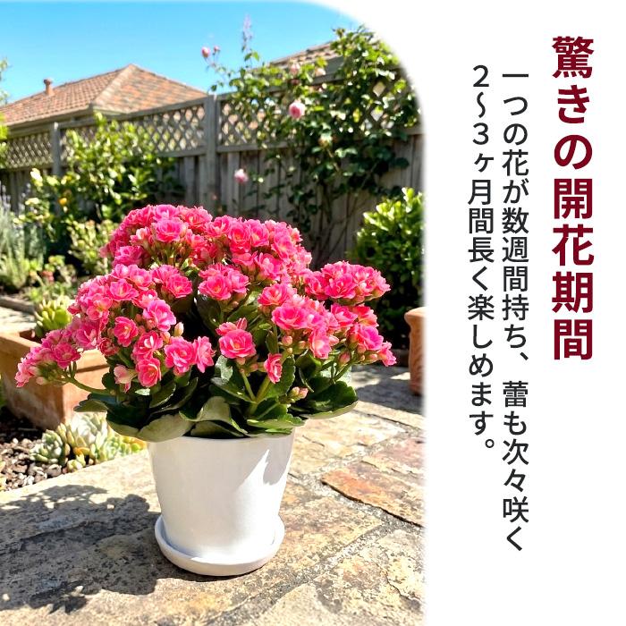 日本花キ流通 予約販売 選べる カランコエ クイーンローズ 八重咲き 4