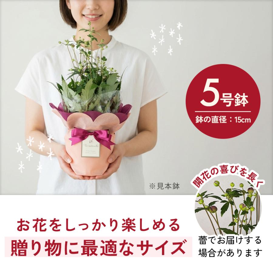日本花キ流通 敬老の日 花 ギフト 秋明菊 ももいろブーケ 5号鉢 送料