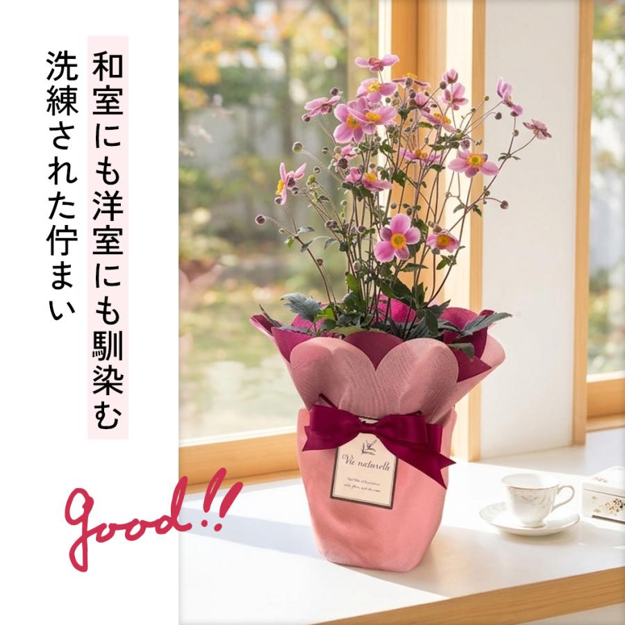 日本花キ流通 敬老の日 花 ギフト 秋明菊 ももいろブーケ 5号鉢 送料