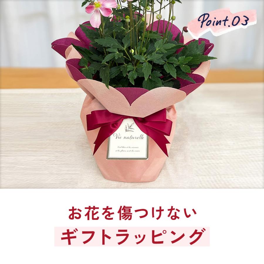 日本花キ流通 敬老の日 花 ギフト 秋明菊 ももいろブーケ 5号鉢 送料