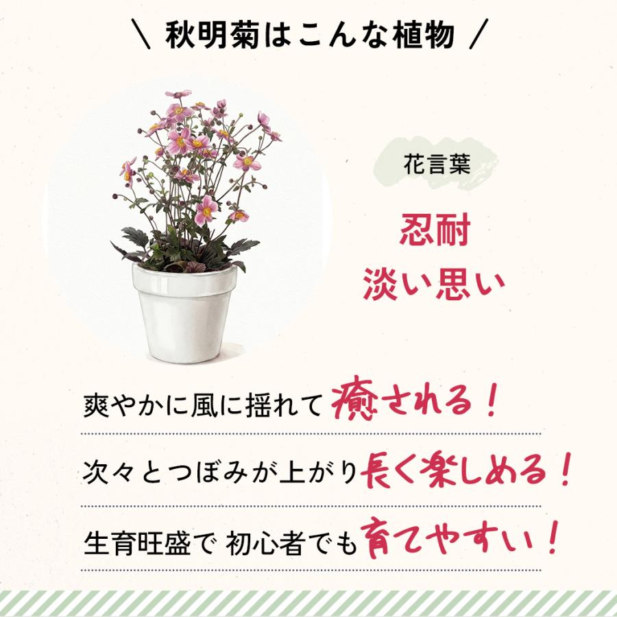 日本花キ流通 敬老の日 花 ギフト 秋明菊 ももいろブーケ 5号鉢 送料