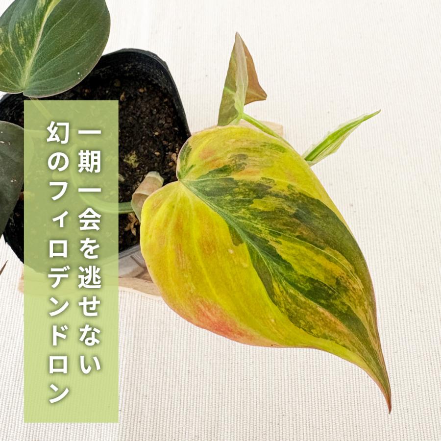 日本花キ流通 観葉植物 フィロデンドロン ミカンスバリエガータ 9cm