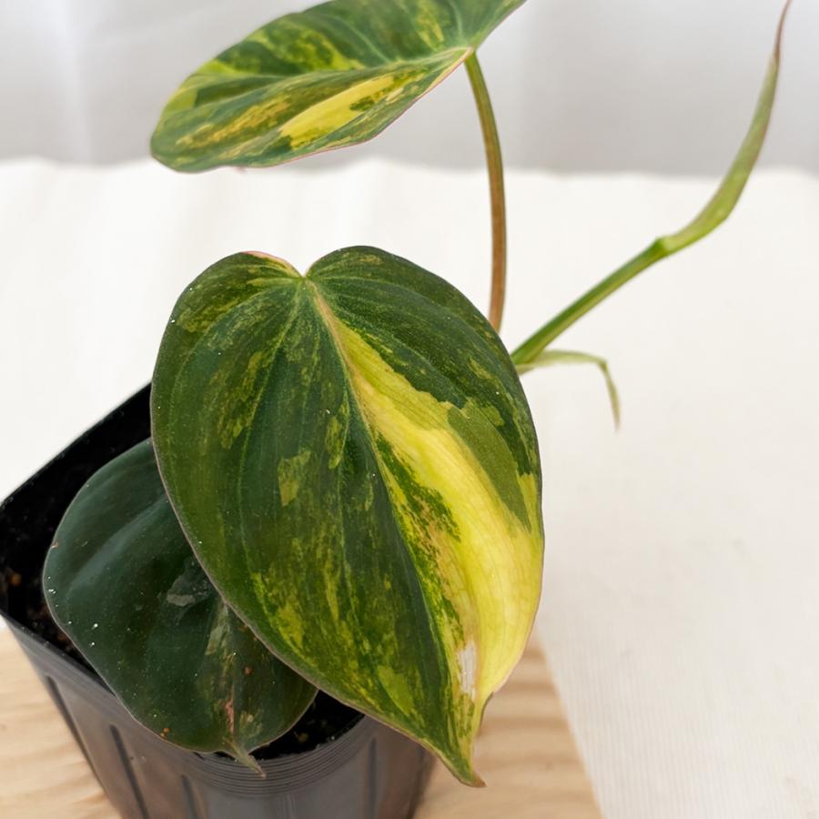 日本花キ流通 観葉植物 フィロデンドロン ミカンスバリエガータ 9cm