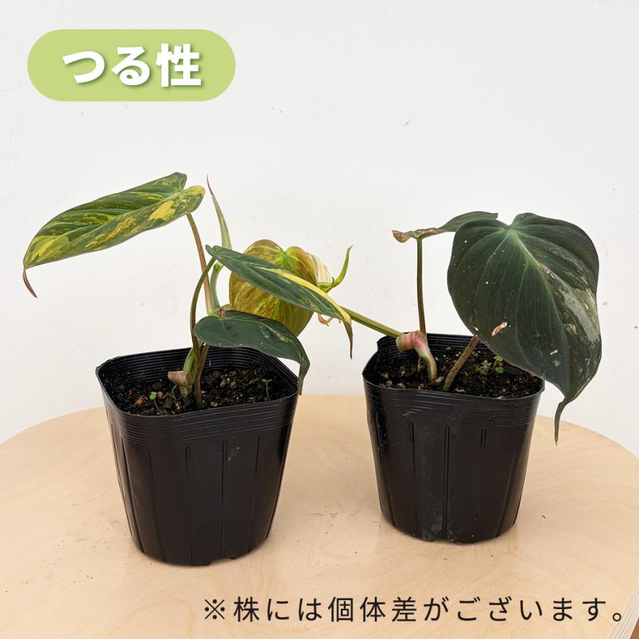 日本花キ流通 観葉植物 フィロデンドロン ミカンスバリエガータ 9cm