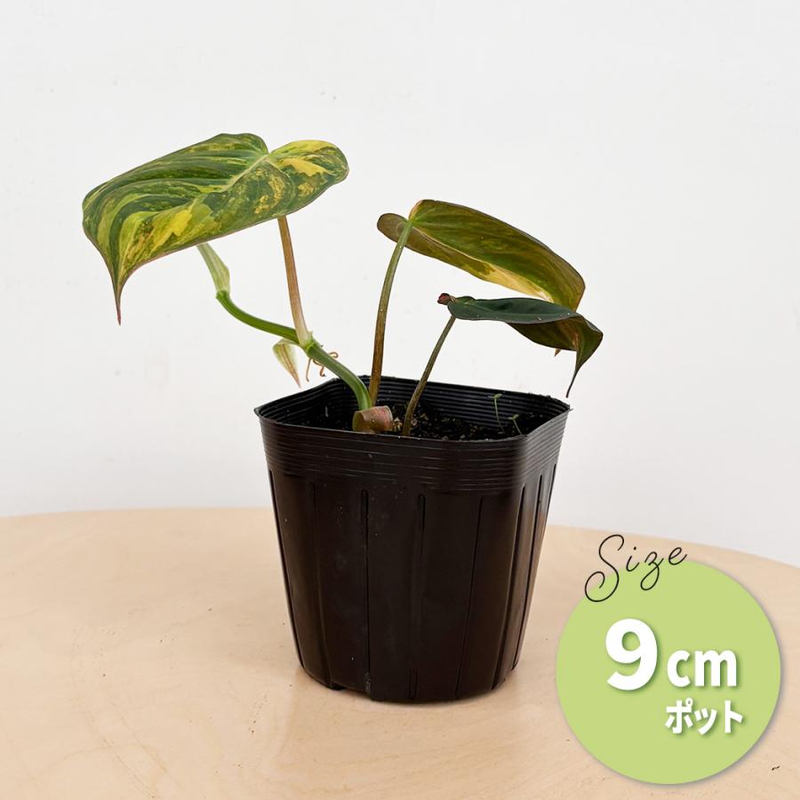 日本花キ流通 観葉植物 フィロデンドロン ミカンスバリエガータ 9cm