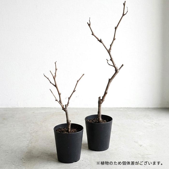 日本花キ流通 予約販売 さくらんぼ 苗 カナディアンチェリー 13.5cm