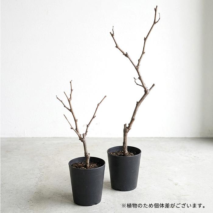 希少　ぶどう苗木 3種4株　ゴールドフィンガー　ウインク 日本花キ流通 【まもなく締め切り】 予約販売 ぶどう 苗 ゴールド