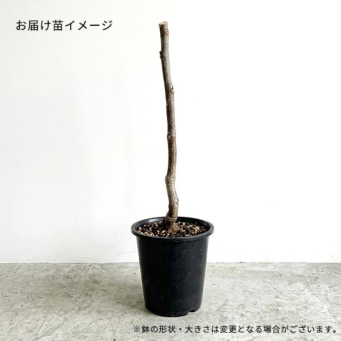日本花キ流通 予約販売 いちじく 苗 ノルドランド 13.5cmポット 送料