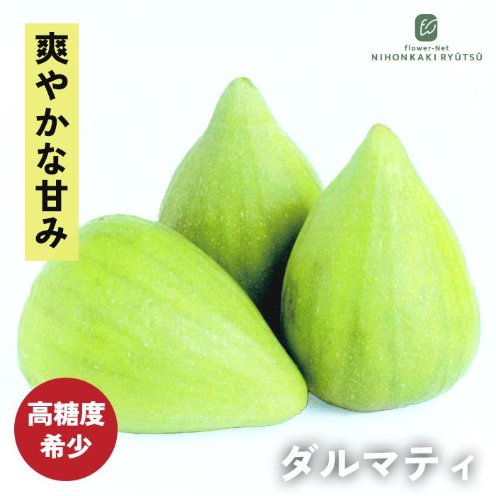 日本花キ流通 予約販売 いちじく 苗 ダルマティ 13.5cmポット 送料無料