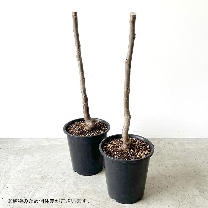 日本花キ流通 予約販売 いちじく 苗 ダルマティ 13.5cmポット 送料無料
