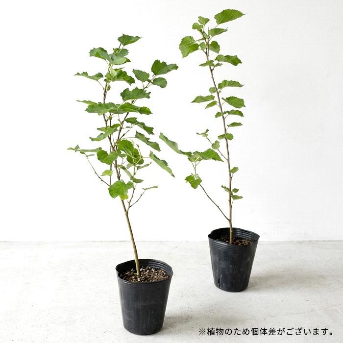 日本花キ流通 予約販売 ラズベリー 苗 赤実ラズベリー インディアン