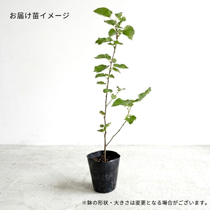 日本花キ流通 予約販売 ラズベリー 苗 赤実ラズベリー インディアン