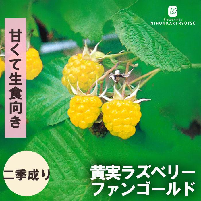 日本花キ流通 予約販売 ラズベリー 苗 黄実ラズベリー ファンゴールド