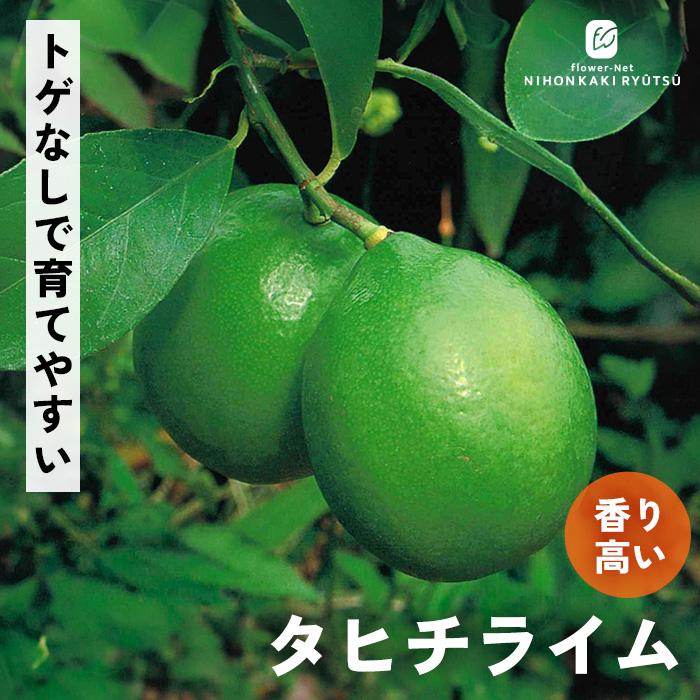 日本花キ流通 予約販売 タヒチライム 苗 13.5cmポット 送料無料 香酸