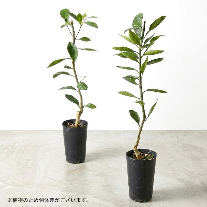 日本花キ流通 予約販売 タヒチライム 苗 13.5cmポット 送料無料 香酸