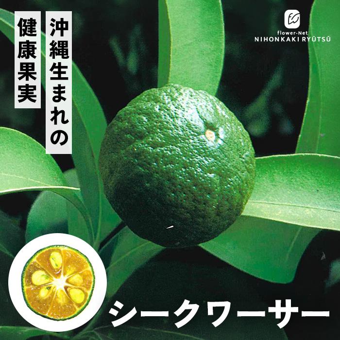 日本花キ流通 予約販売 シークワーサー 苗 13.5cmポット 送料無料
