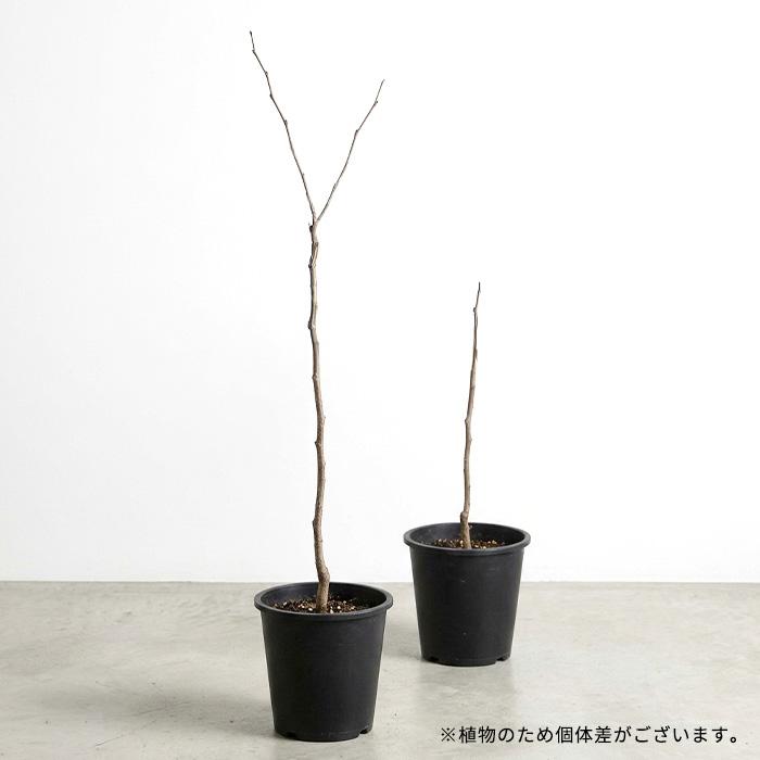 日本花キ流通 予約販売 なつめ 苗 大実ナツメ 13.5cmポット 棗 送料