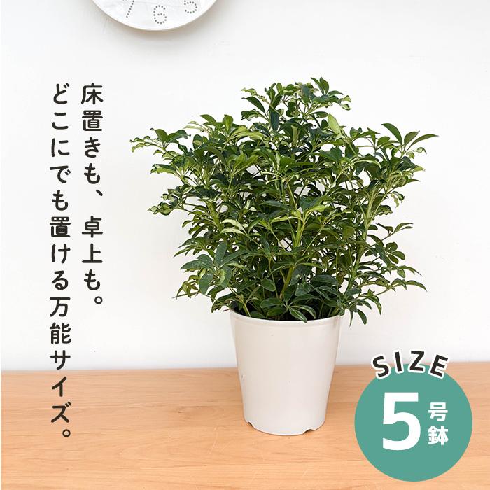 日本花キ流通 観葉植物 斑入り シェフレラ コンパクタ 5号鉢 カポック
