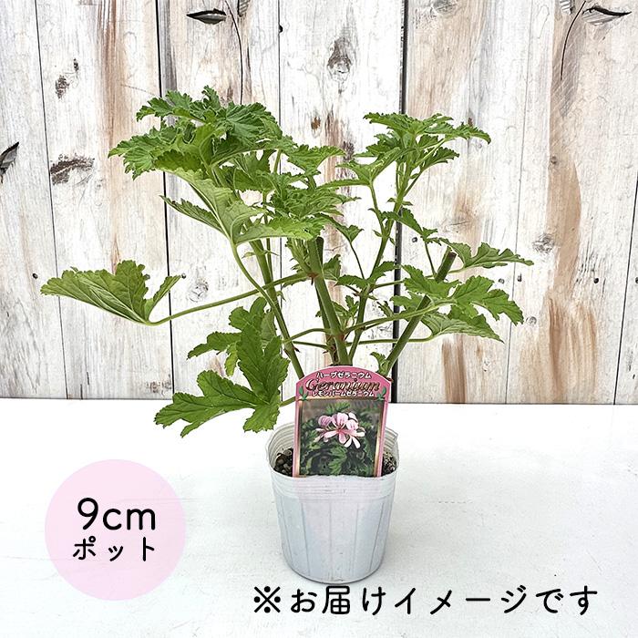 日本花キ流通 ハーブゼラニウム 苗 レモンバームゼラニウム 9cmポット