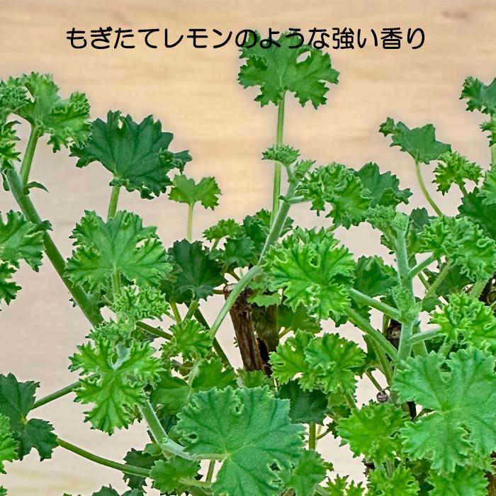 日本花キ流通 ハーブゼラニウム 苗 レモンゼラニウム 9cmポット 虫除け