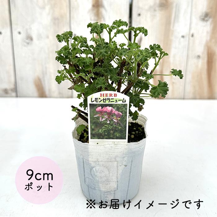 ゼラニウム苗 日本花キ流通 ハーブゼラニウム 苗 レモンゼラニウム 9cmポット 虫除け
