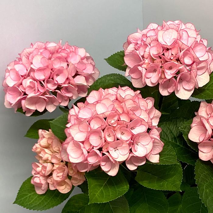 日本花キ流通 予約販売 アジサイ アフタヌーンドリーム 10.5cmポット