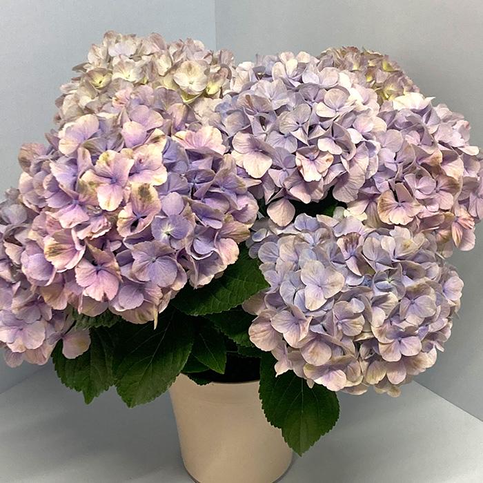 日本花キ流通 予約販売 アジサイ 夕霧ブルー 10.5cmポット