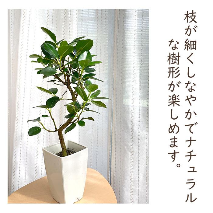 日本花キ流通 観葉植物 フィカス ルビギノーサ フランスゴム 4号鉢