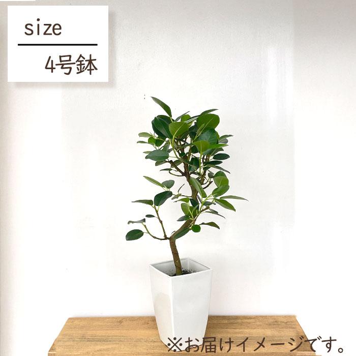 日本花キ流通 観葉植物 フィカス ルビギノーサ フランスゴム 4号鉢