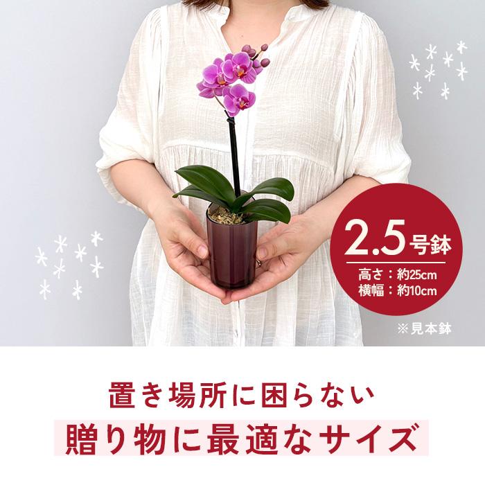 日本花キ流通 敬老の日 花 ギフト 選べる ミニ胡蝶蘭 5色 2.5号鉢 送料