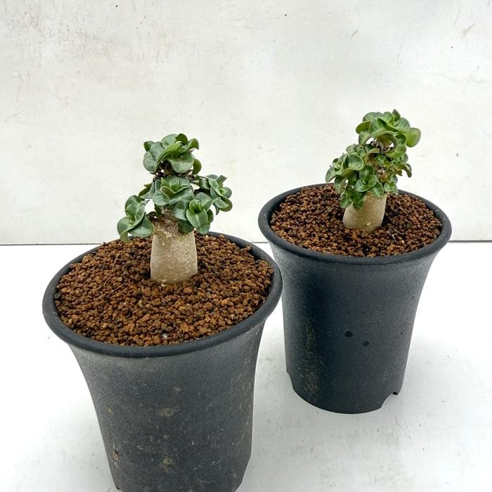 日本花キ流通 多肉植物 ca アデニウム ドーセットホーン アラビカム