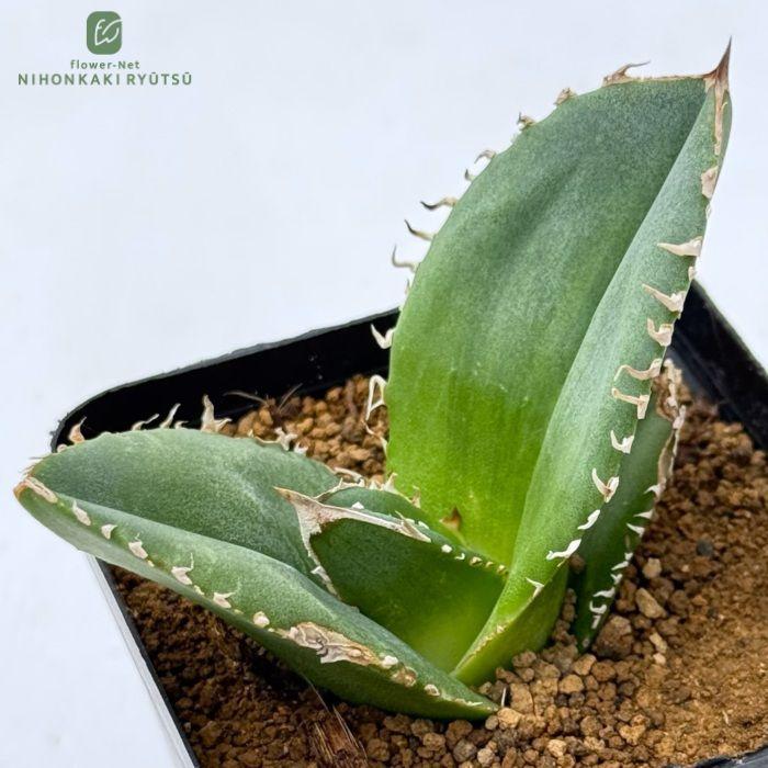 日本花キ流通 多肉植物 caアガベ チタノタ シユウ 蚩尤 多肉植物